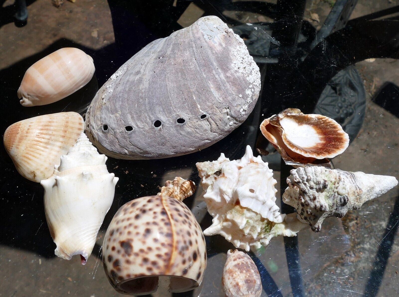 12oz  lot of Ocean Shell Seashell Abalone California San Francisco for Fish Tank